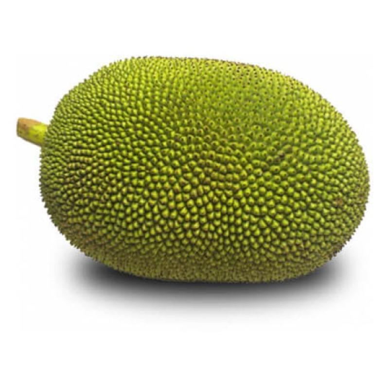 Jackfruit (कटहल)