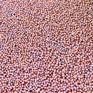 Ragi